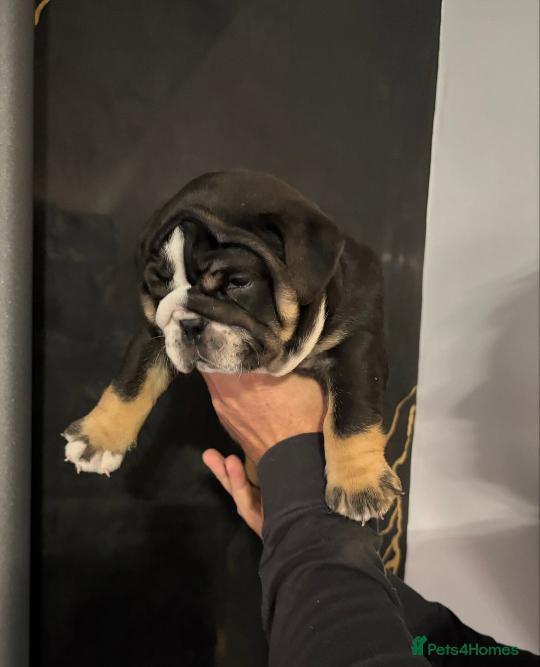 English Bulldog dogs for sale: English bulldog puppies  - Advert 33