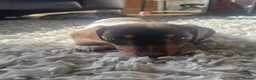 Miniature Dachshund dogs for sale: Beautiful miniature dachshund  - Advert 10
