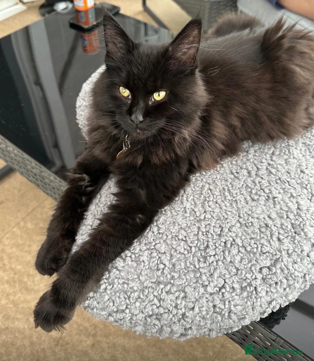 Maine Coon cats for sale: 2 Maine Coon Kittens - Advert 1