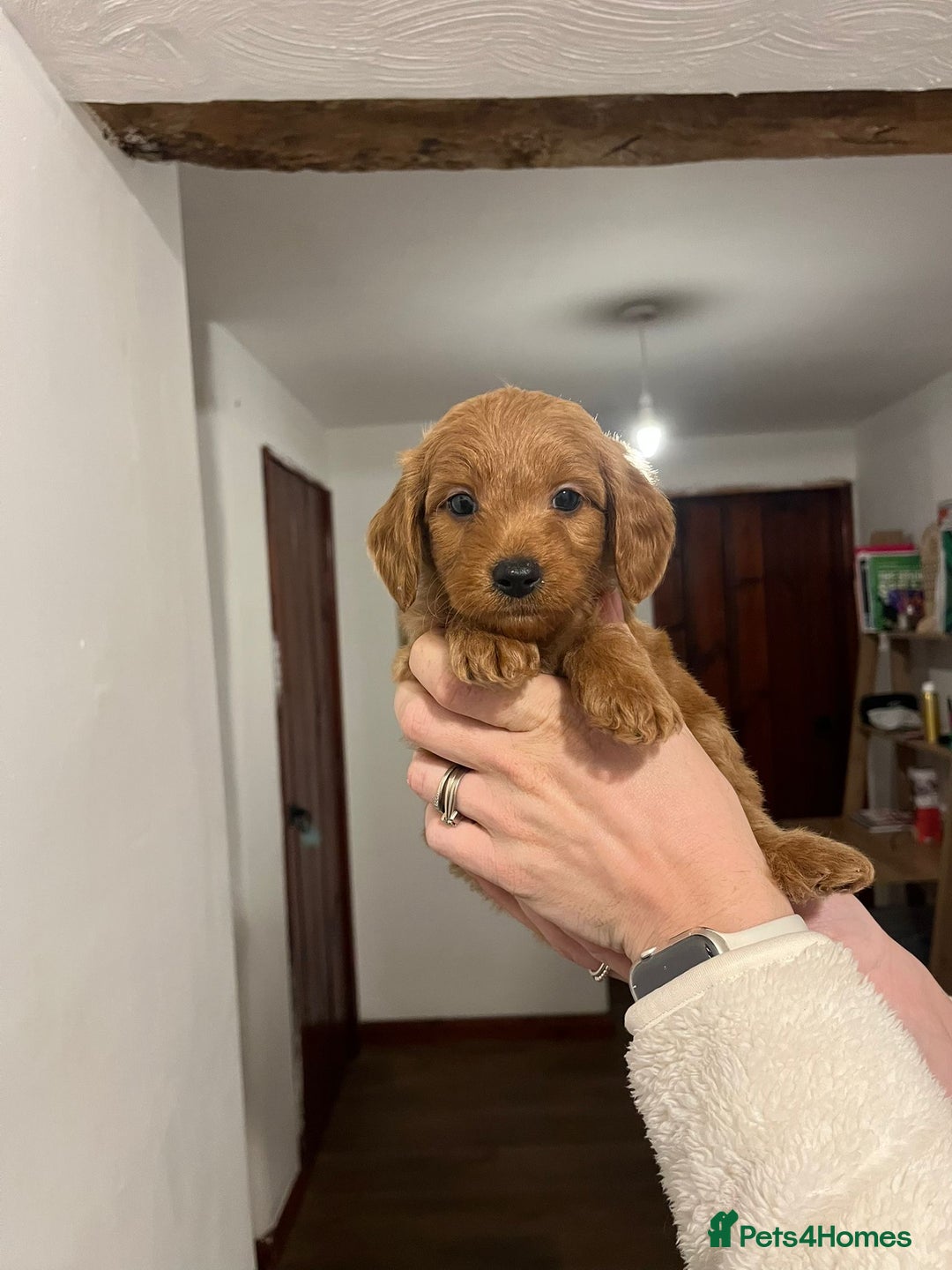 Mini Goldendoodle dogs for sale: Mini Goldendoodle Puppies ready now  - Advert 9