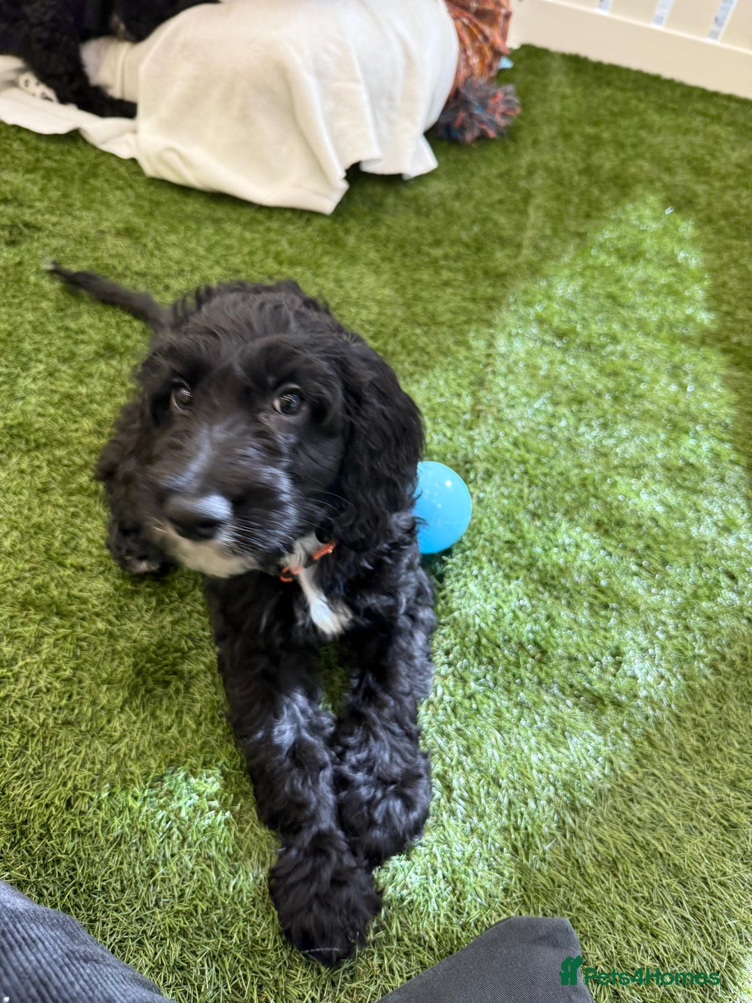 Irish Doodle dogs for sale: Toy Irish Doodle Puppies,1st vac and ready to go!  - Image 35