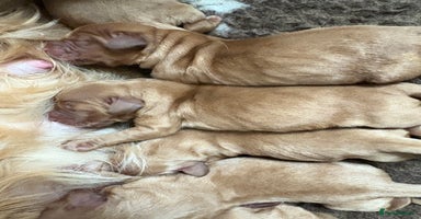 Cockapoo dogs - Advert 12