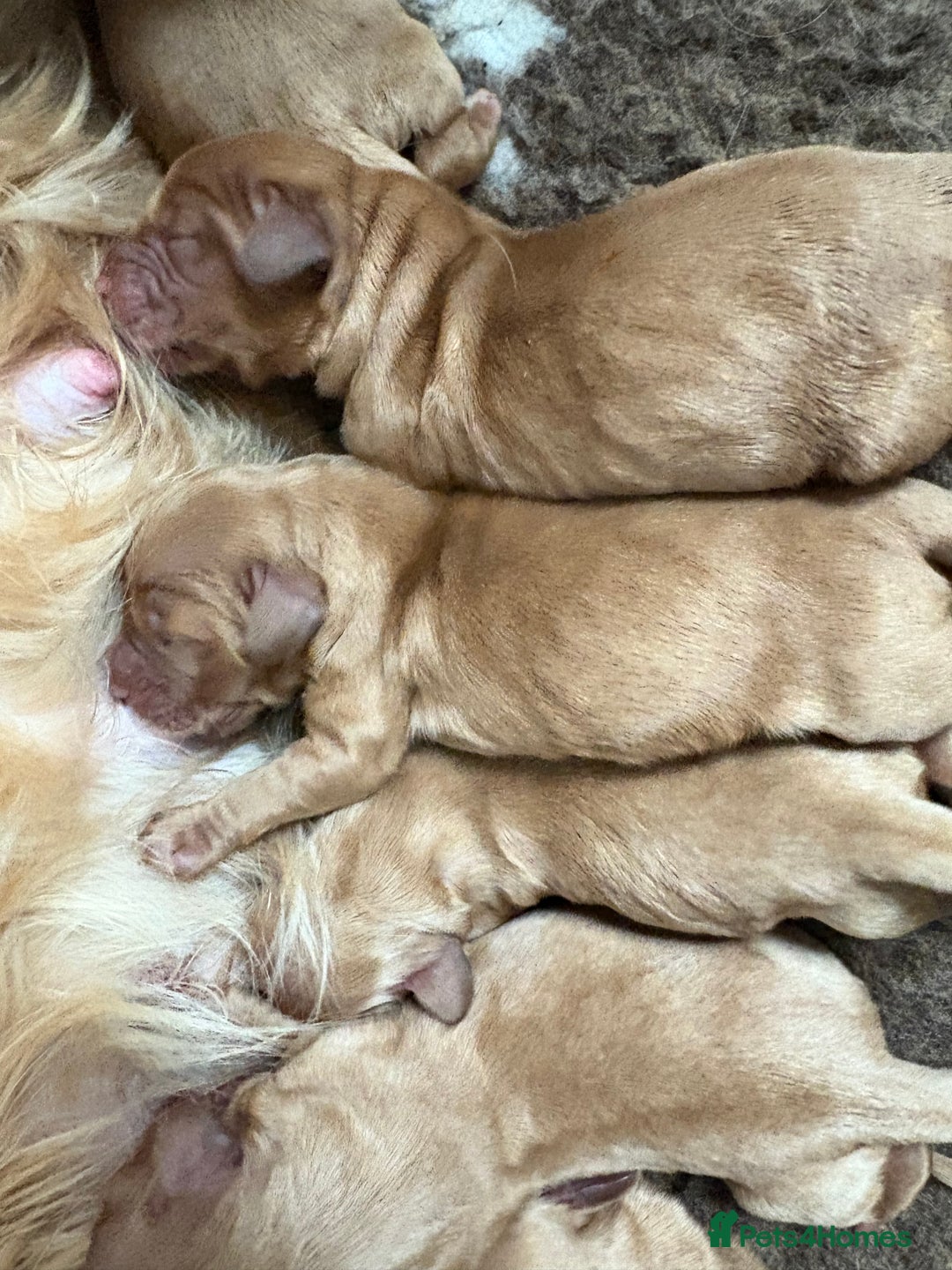 Cockapoo dogs for sale: RARE VILLASPANIOL LINE  COCKAPOOS  - Image 3