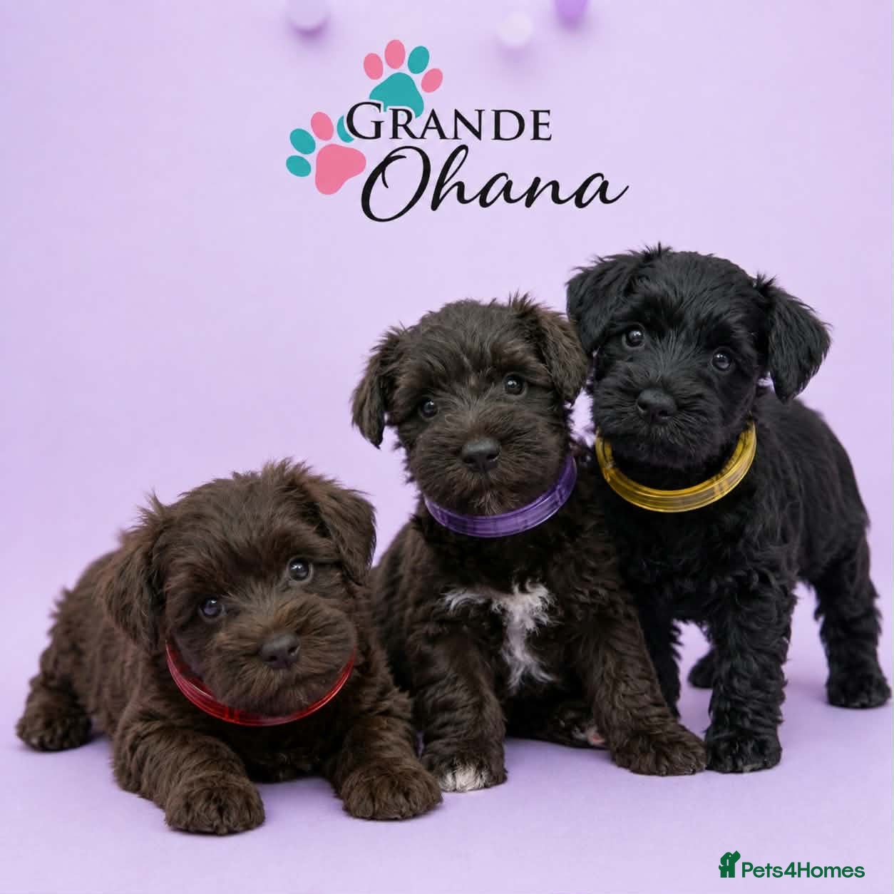 Miniature Schnauzer dogs Black Mini Schnauzer Litter  - Advert 1