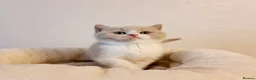 British Shorthair cats for sale: Beautiful British Shorthair Males & Females - Advert 21