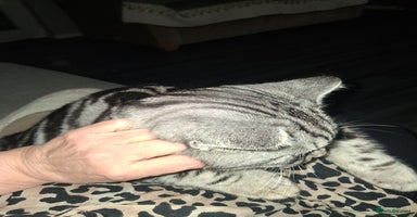 British Shorthair cats Gccf registered British Shorthair  - Advert 16