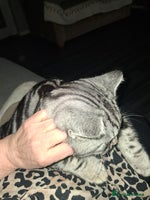 British Shorthair cats Gccf registered British Shorthair - Advert 4