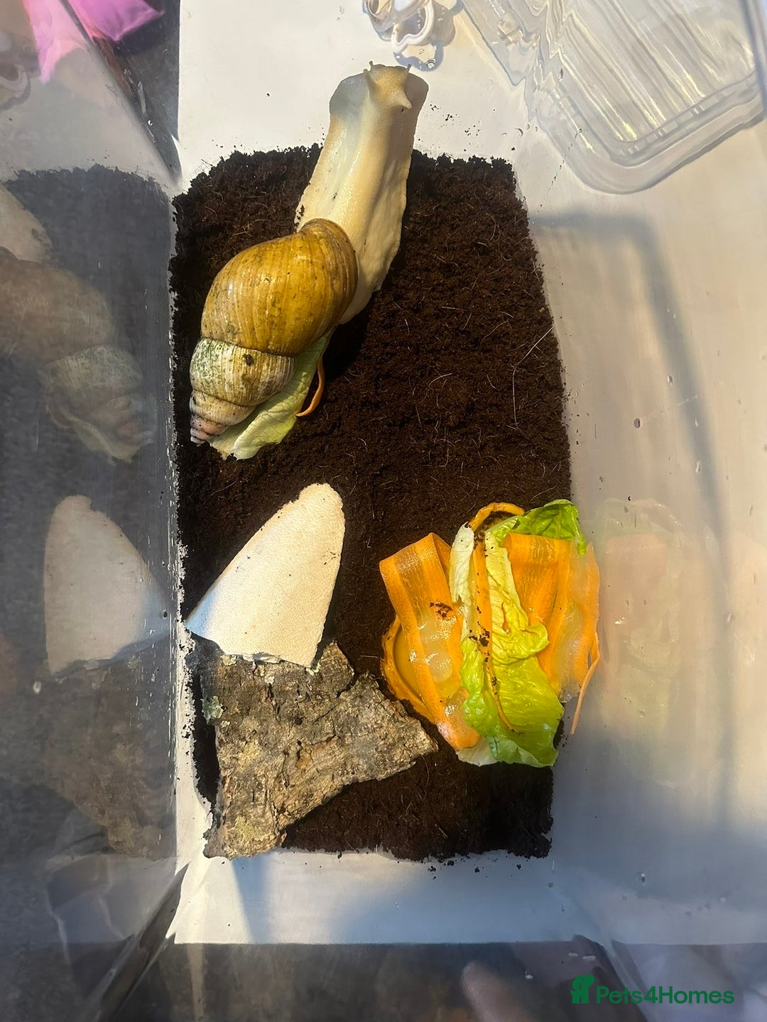 Snails invertebrates for sale: African land snail - Advert 1