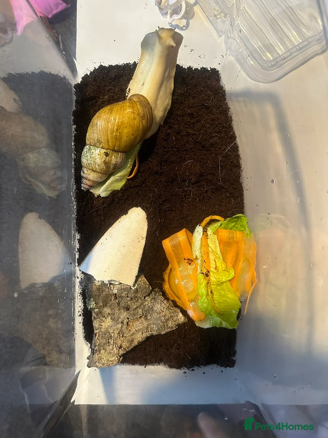 Snails invertebrates for sale: African land snail - Advert 1