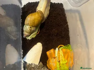 Snails invertebrates African land snail - Advert 1