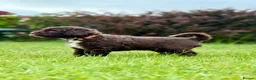 Spanish Water Dog dogs for sale: KC Spanish Water Dog Pups-Coastal Raised with ENS  - Advert 14