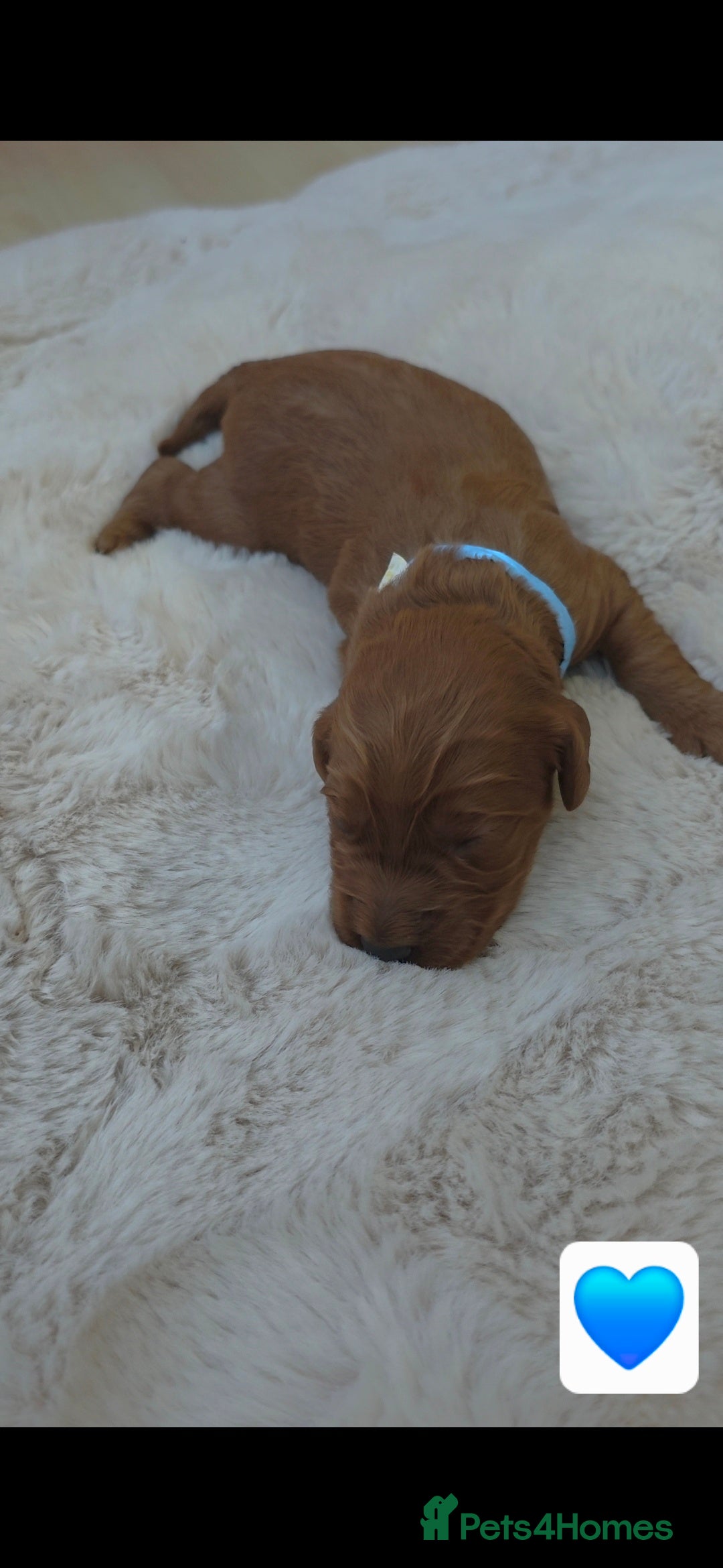 Cockapoo dogs for sale: 🐶🐾Beautiful Fox red F1 Cockerpoo Puppies 🐾🐶 - Advert 3