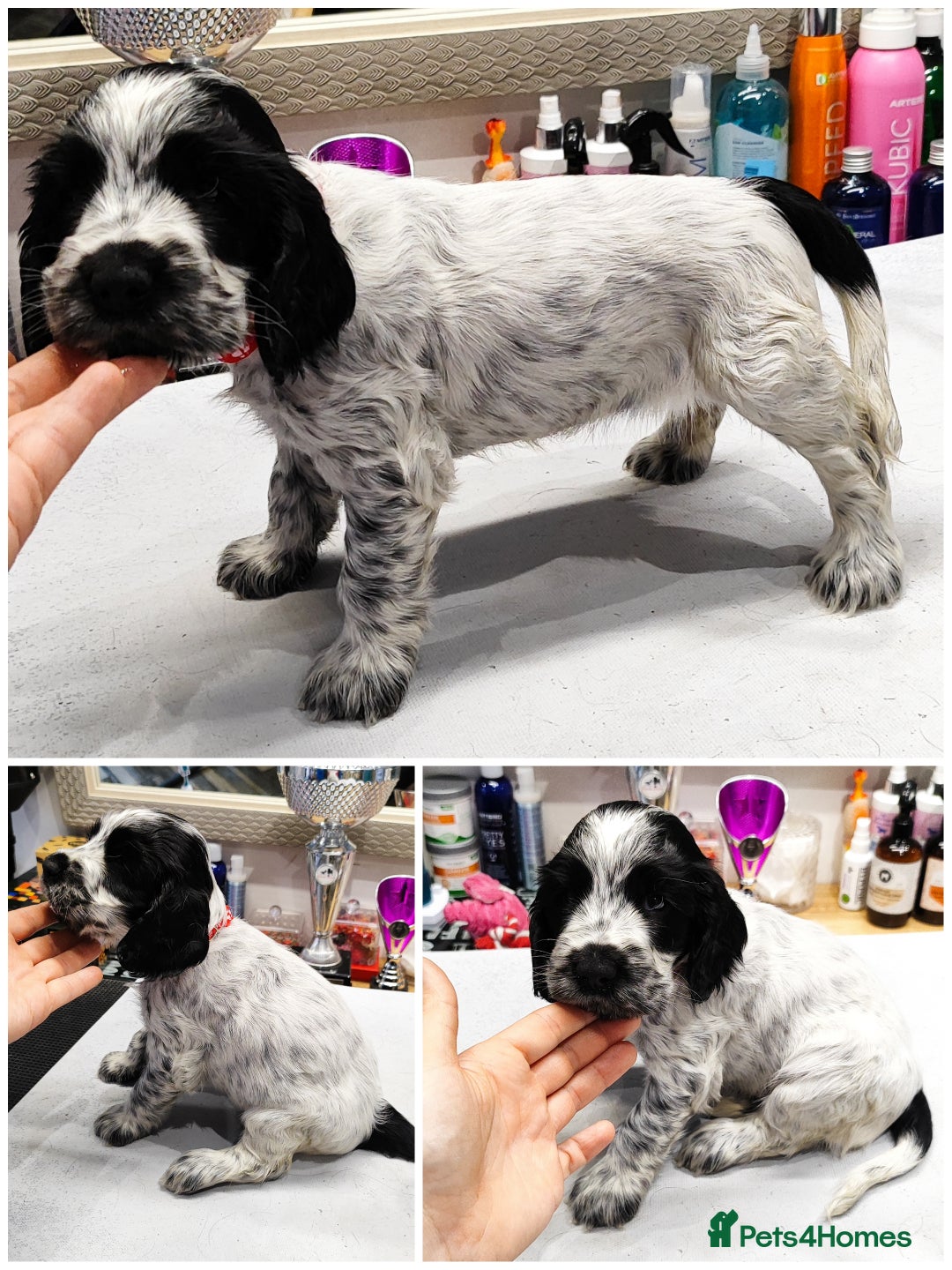 Cocker Spaniel dogs for sale: KC English Show Type Cocker Spaniel Puppies  - Image 26