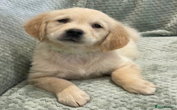 Golden Retriever dogs for sale: Quality Litter Of KC Reg Golden Retriever Puppies  - Image 36