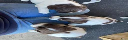 English Springer Spaniel dogs for sale: KC Reg Liver and White English Springer Spaniels - Advert 16