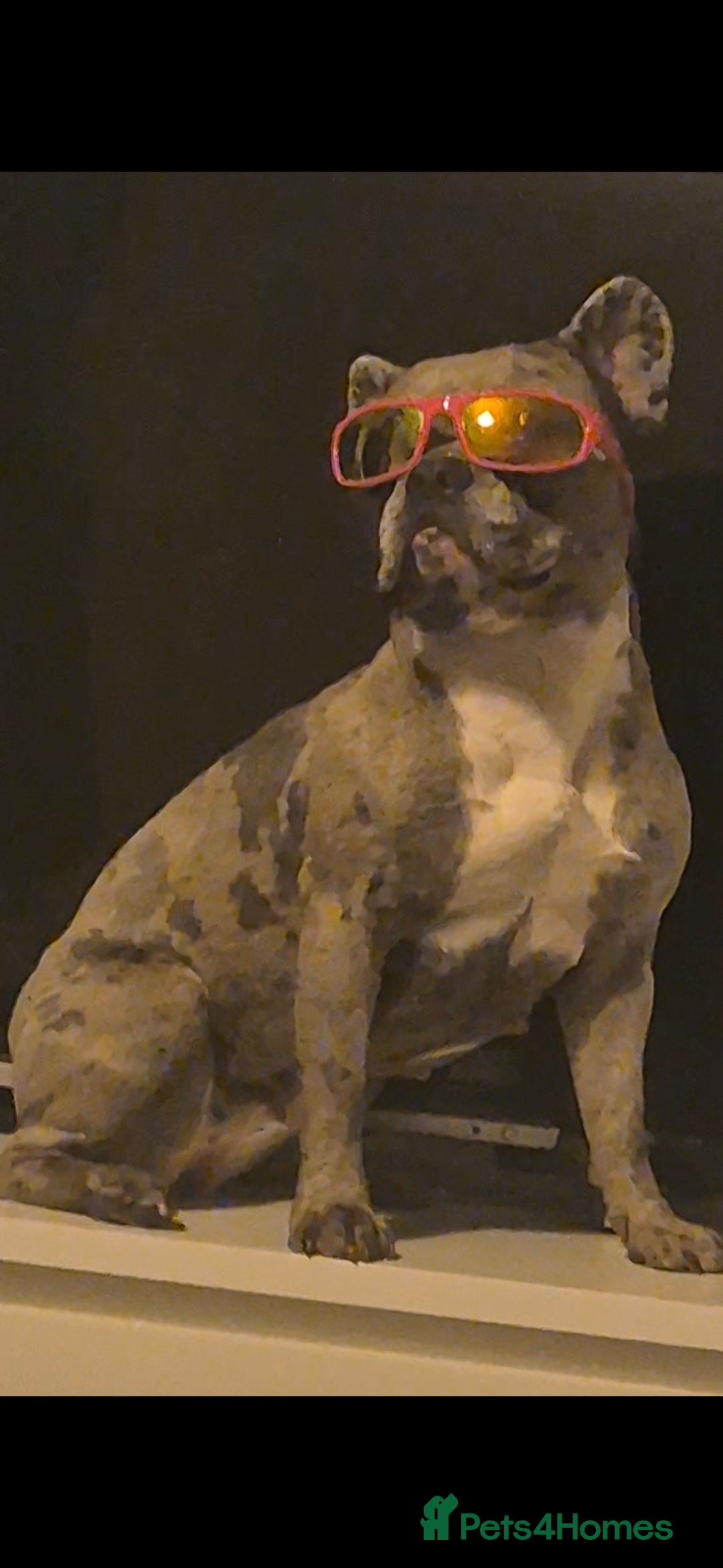 French Bulldog dogs for sale: Last 4 French bulldogs reduced  - Advert 6