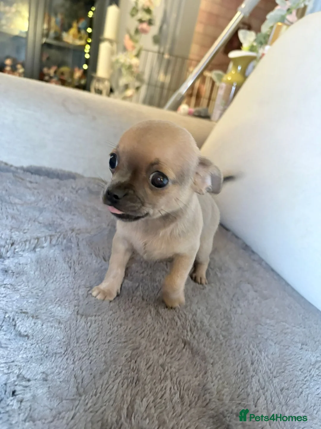 Chihuahua dogs for sale: Chihuahua Puppies💝 - Advert 10