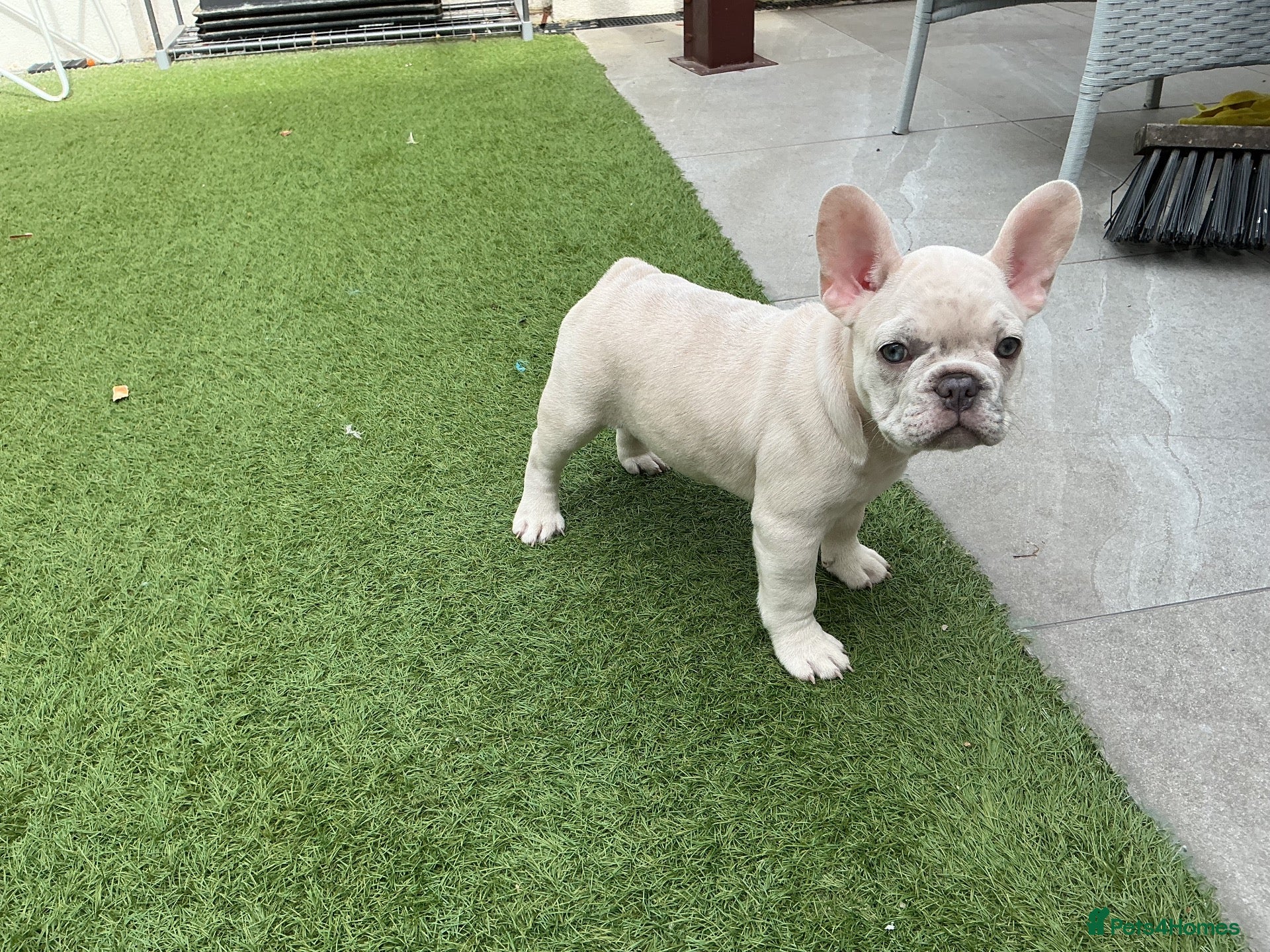 French Bulldog dogs French bulldog puppies ready for their new home  - Advert 2