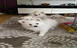 Pomeranian dogs for sale: Lovely Pomeranian - Image 4