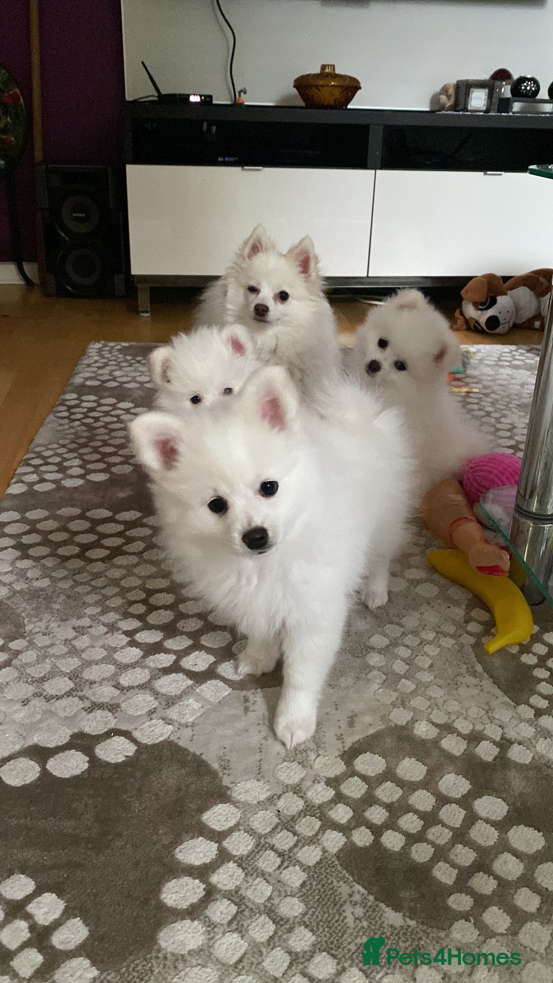Pomeranian dogs for sale: Lovely Pomeranian - Image 4