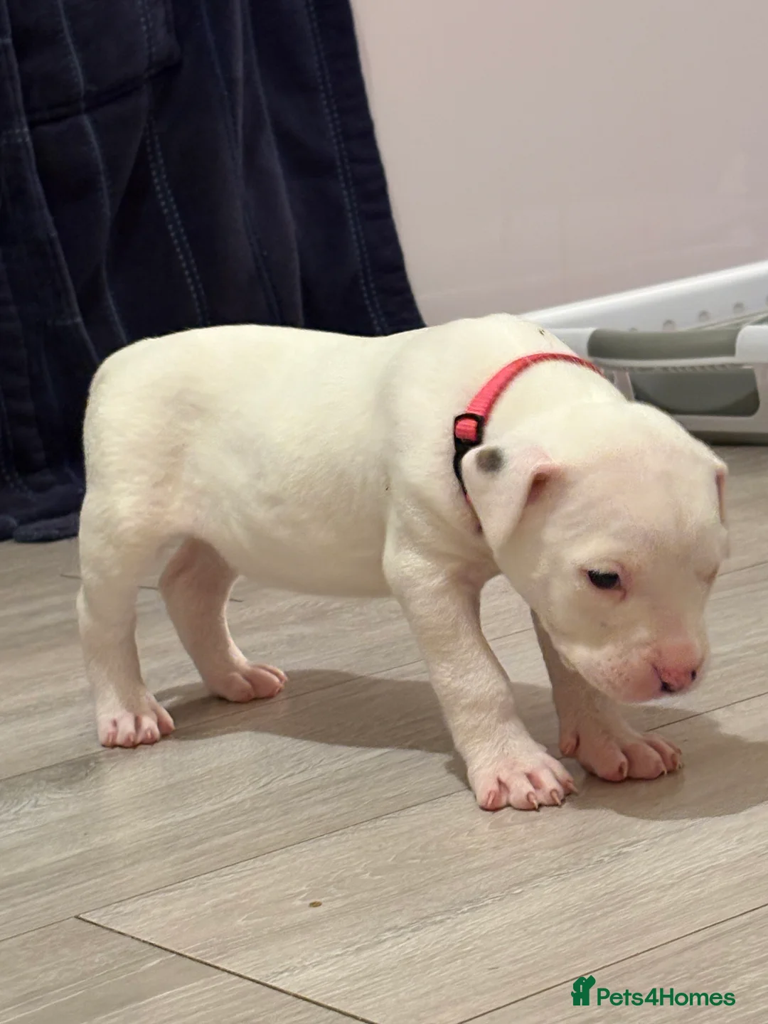 American Bulldog dogs for sale: American bulldog puppies  - Advert 3