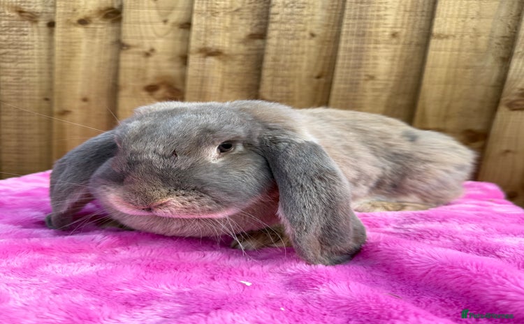 French Lop rabbits - Advert 2