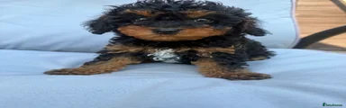 Cavapoo Puppy 2