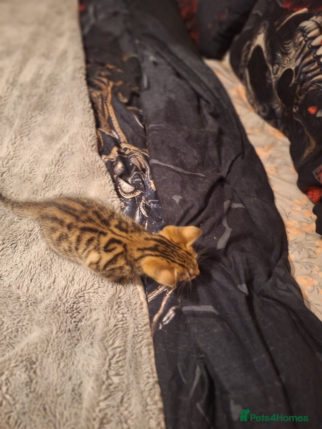 Maine Coon cats for sale: Maincoon bengal Cross kittens - Advert 3