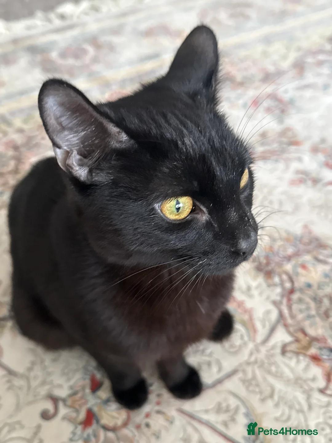 Mixed Breed cats for sale: Gentle Indoor Cat Seeking a Forever Home - Advert 2