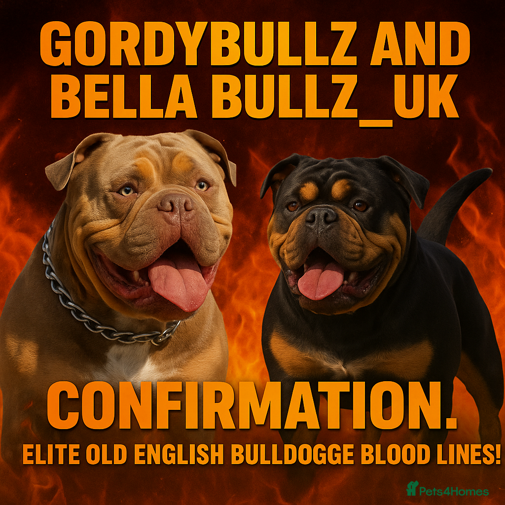 Olde English Bulldogge dogs Beautiful olde english Bulldogge pups  - Advert 1