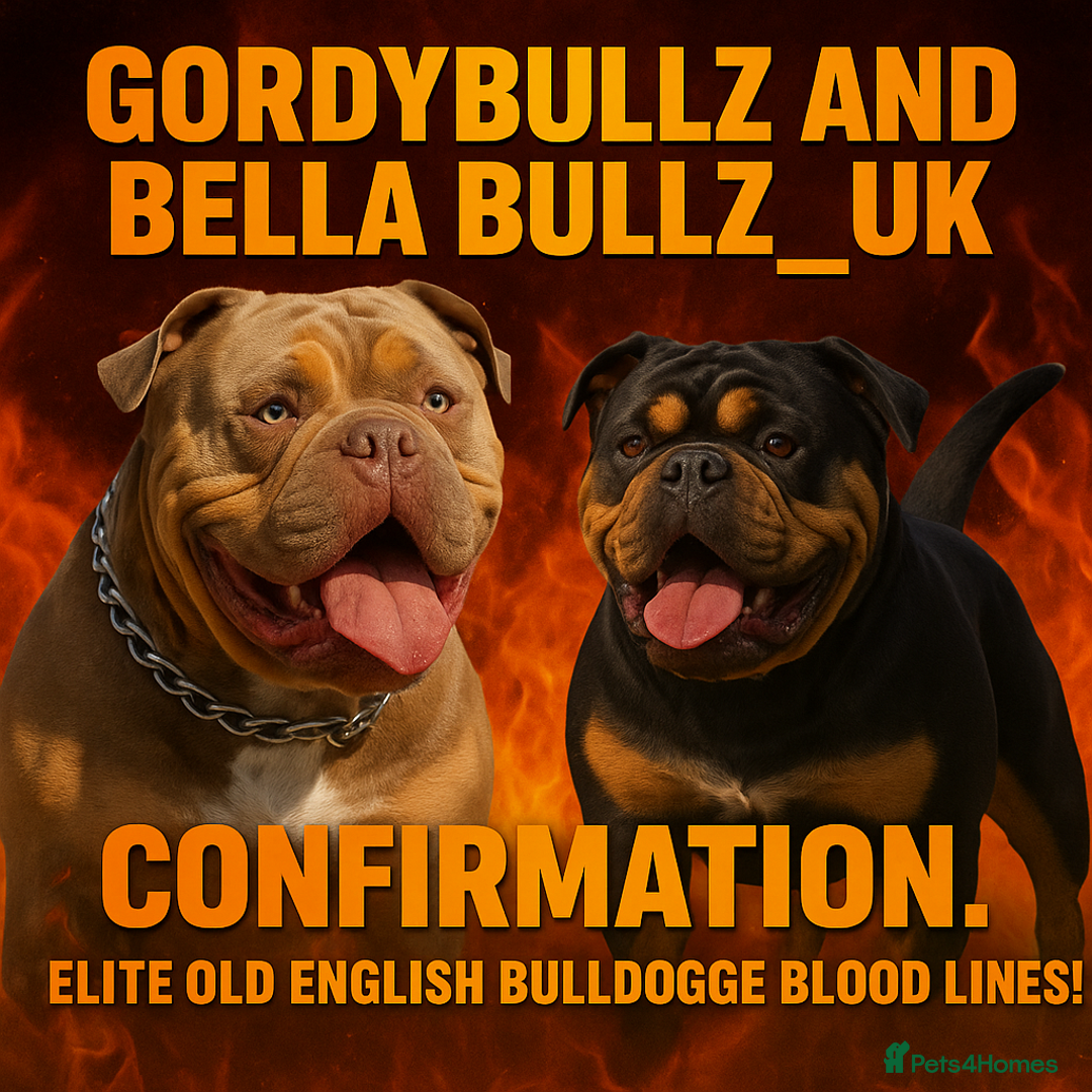 Olde English Bulldogge dogs for sale: Beautiful olde english Bulldogge pups  - Advert 1