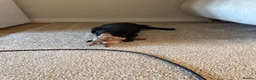 Labrador Retriever dogs for sale: Black Labrador girl  in Waterlooville - Advert 1