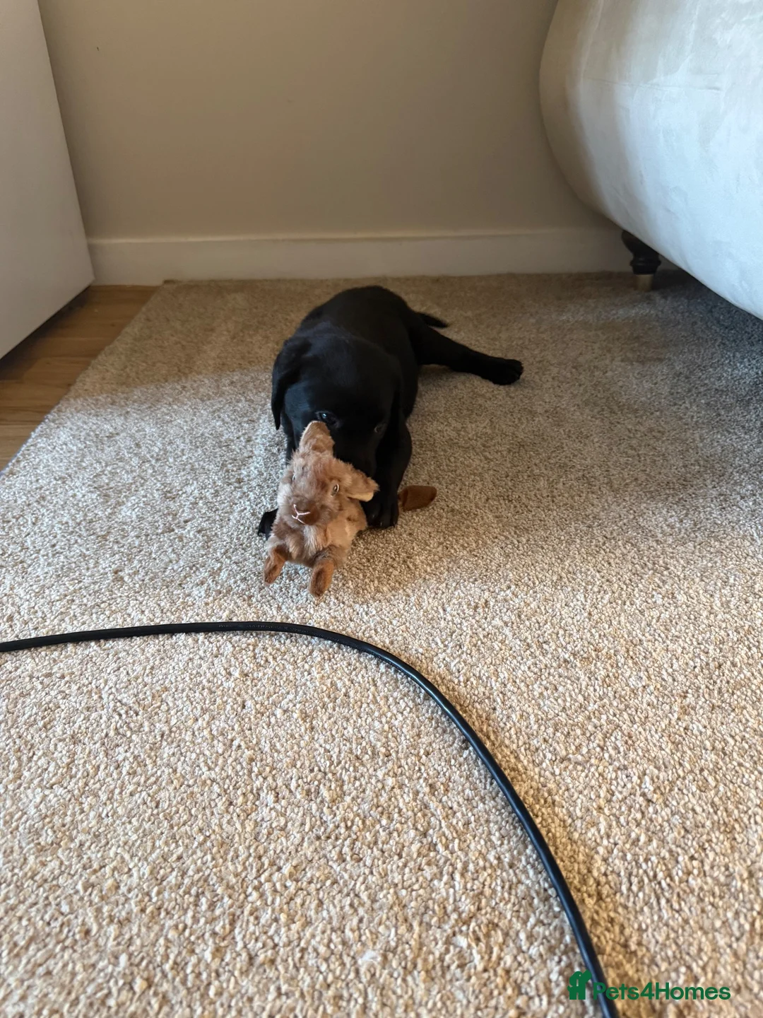 Labrador Retriever dogs for sale: Black Labrador girl  in Waterlooville - Advert 1