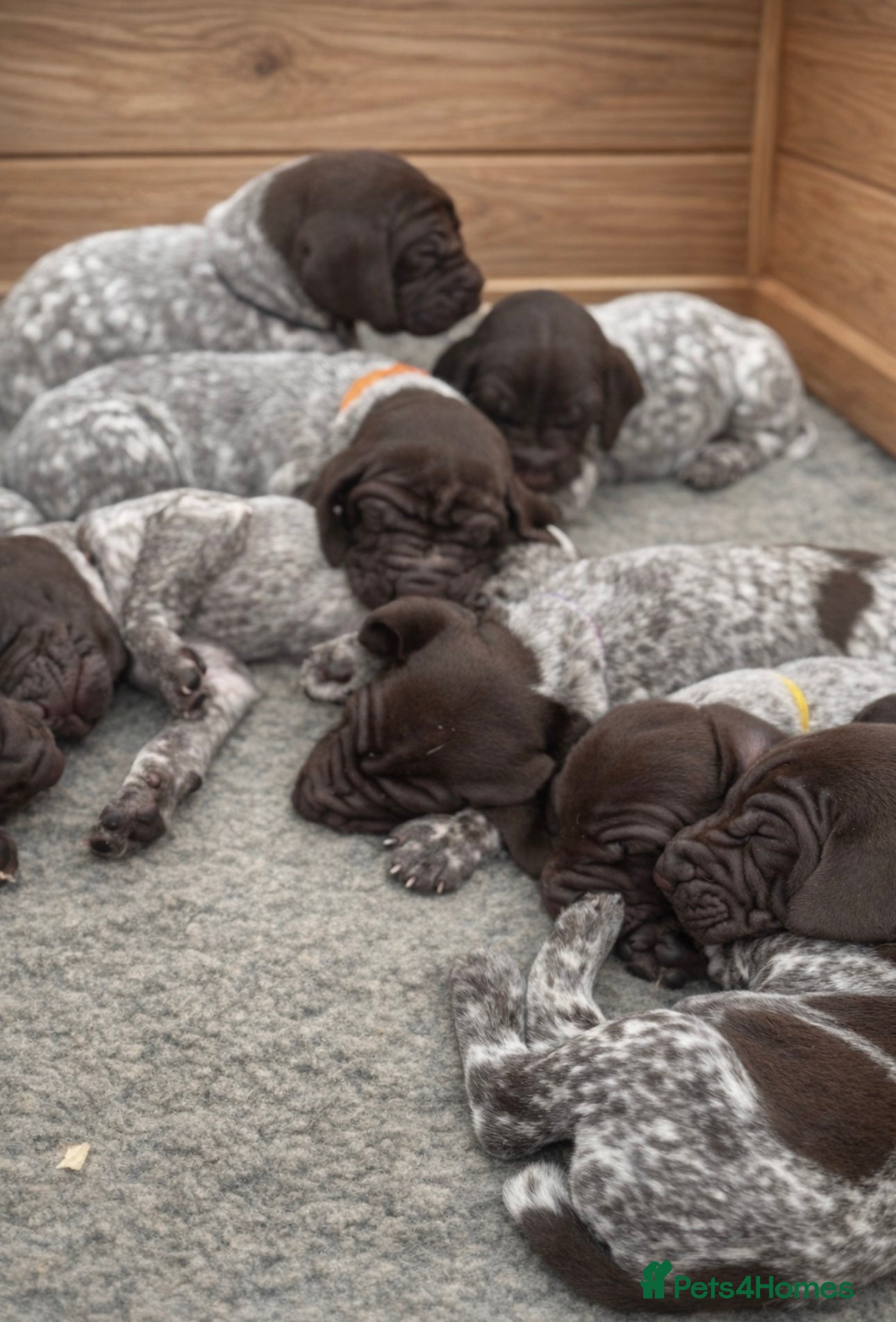 German Shorthaired Pointer dogs 🐾 KC Registered German Shorthaired Pointers - Advert 1