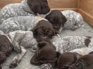 German Shorthaired Pointer dogs 🐾 KC Registered German Shorthaired Pointers - Advert 1