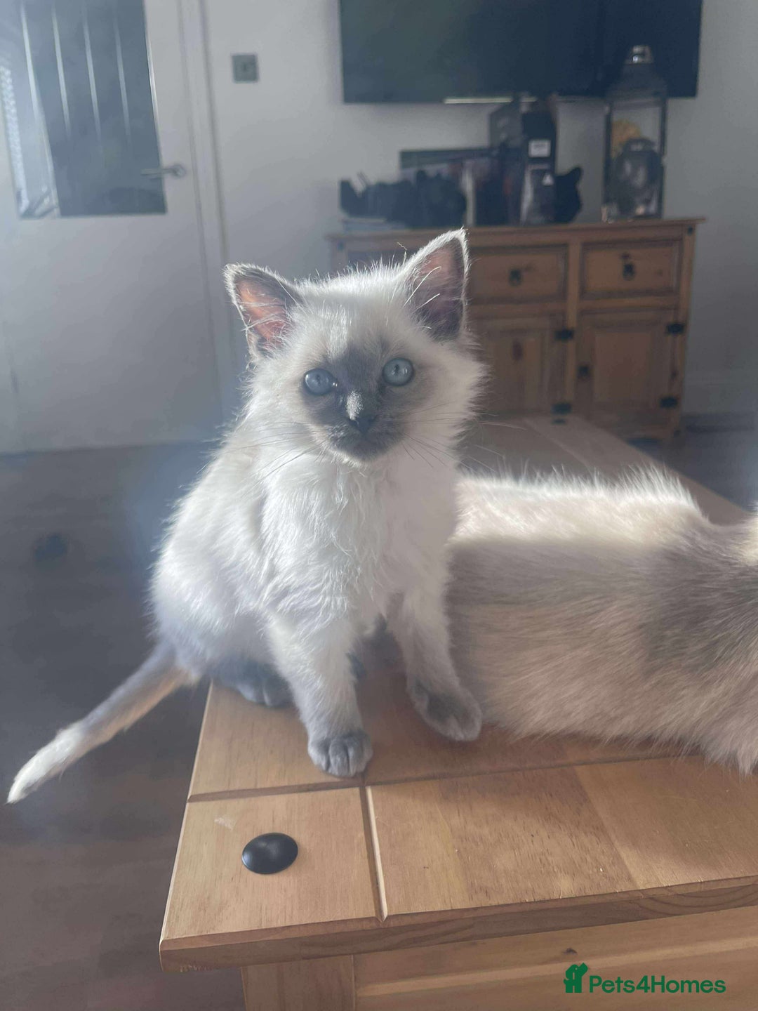 Ragdoll cats for sale: Last little boy ragdoll READY NOW - Advert 2