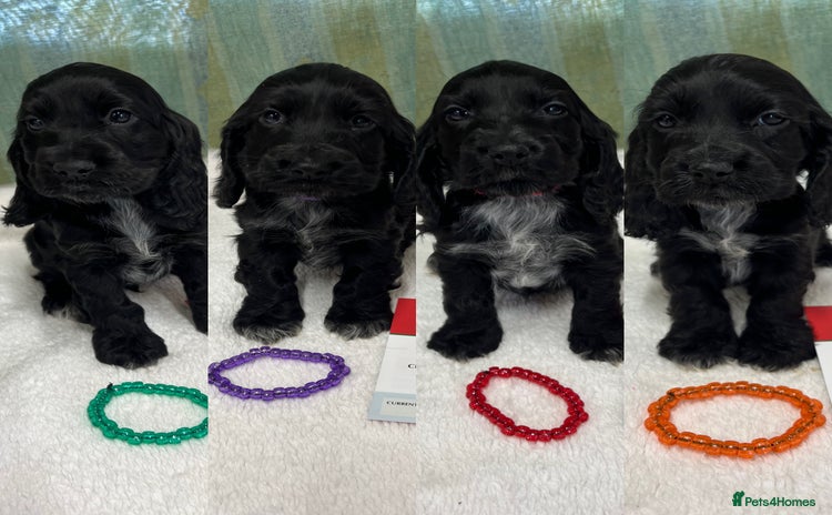 Cocker Spaniel dogs - Advert 4
