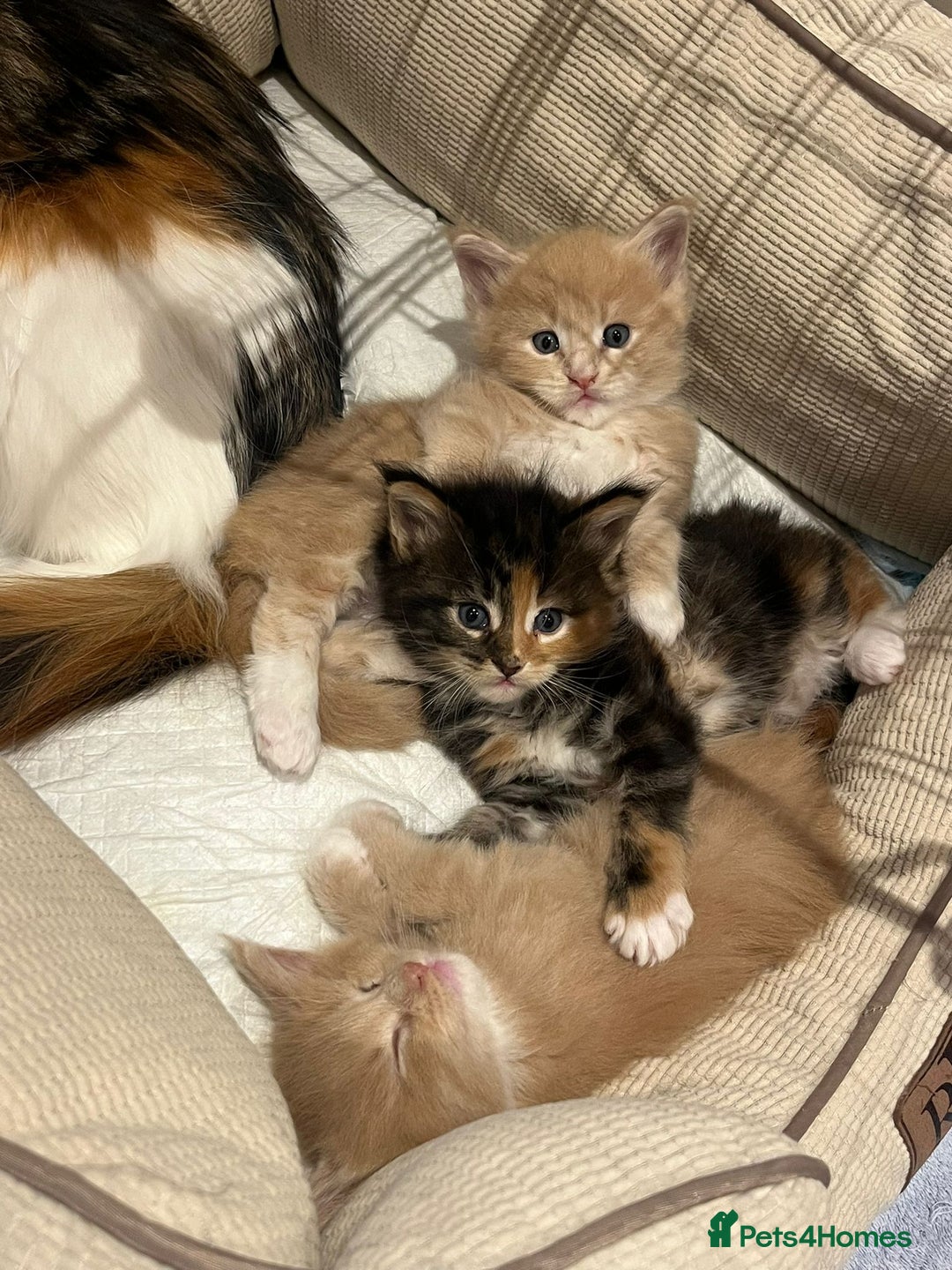 Maine Coon cats for sale: Pedigree Maine Coon Kittens - Advert 2