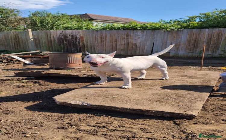 English Bull Terrier dogs - Advert 1