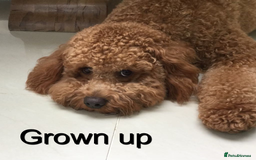Cavapoo dogs for sale: EXTENSIVELY HEALTH TESTED Toy Cavapoos - Image 8