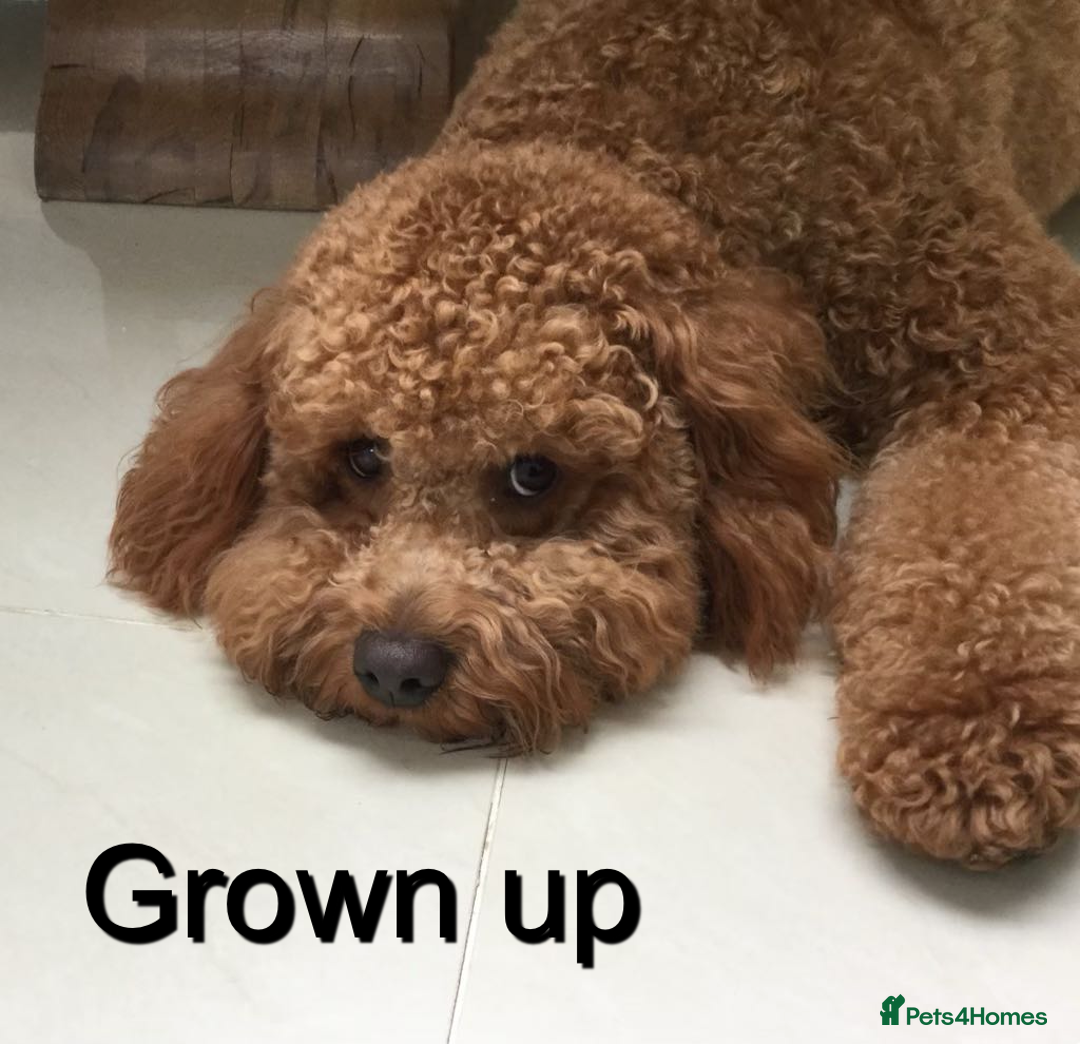 Cavapoo dogs for sale: EXTENSIVELY HEALTH TESTED Toy Cavapoos - Image 8
