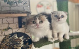 Munchkin cats for sale: Full pedigree munchkin kitten  - Image 11