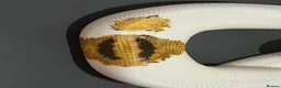 Snake reptiles for sale: 0.1 Yellowbelly Leopard Pied 50%HetLavenderAlbino  in Mansfield - Advert 4