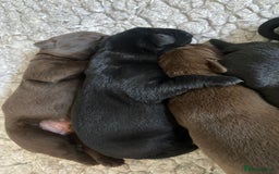 Labrador Retriever dogs for sale: KC registered Labrador pups ready October  - Image 18