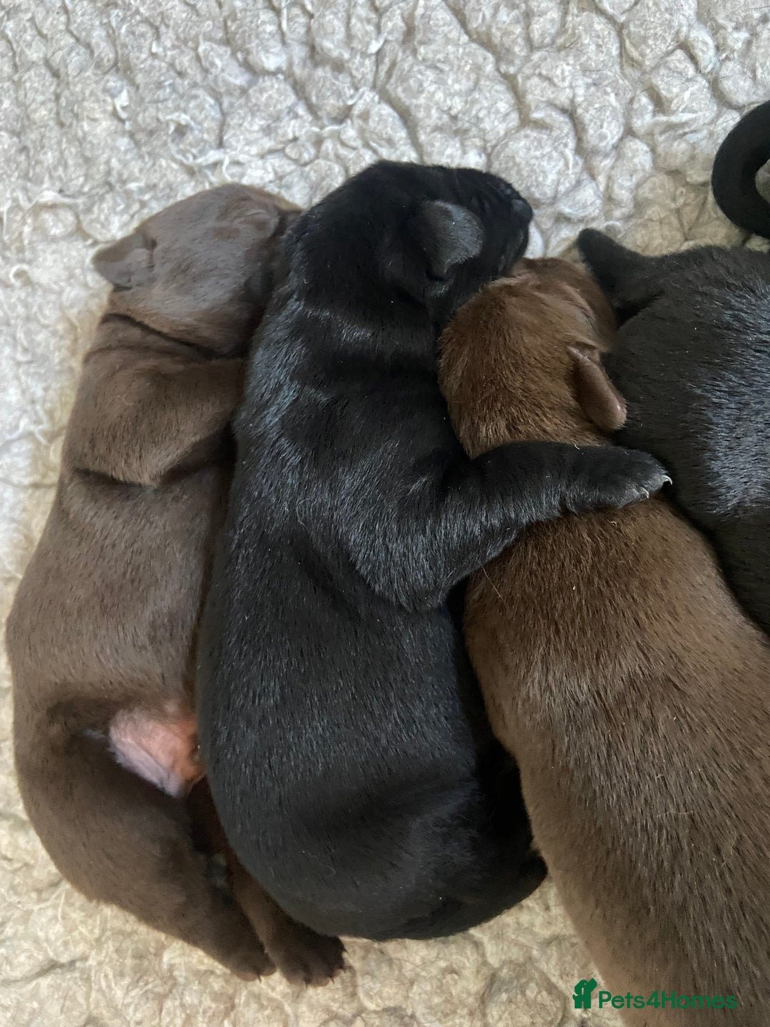 Labrador Retriever dogs for sale: KC registered Labrador pups ready October  - Image 18