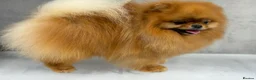 Pomeranian dogs for stud: Orange bear type boy for stud - Advert 6
