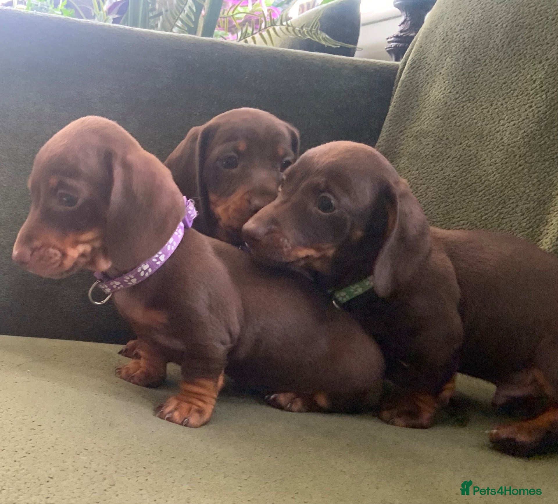 Miniature Dachshund dogs Funny happy miniature dachshund puppies - Advert 2