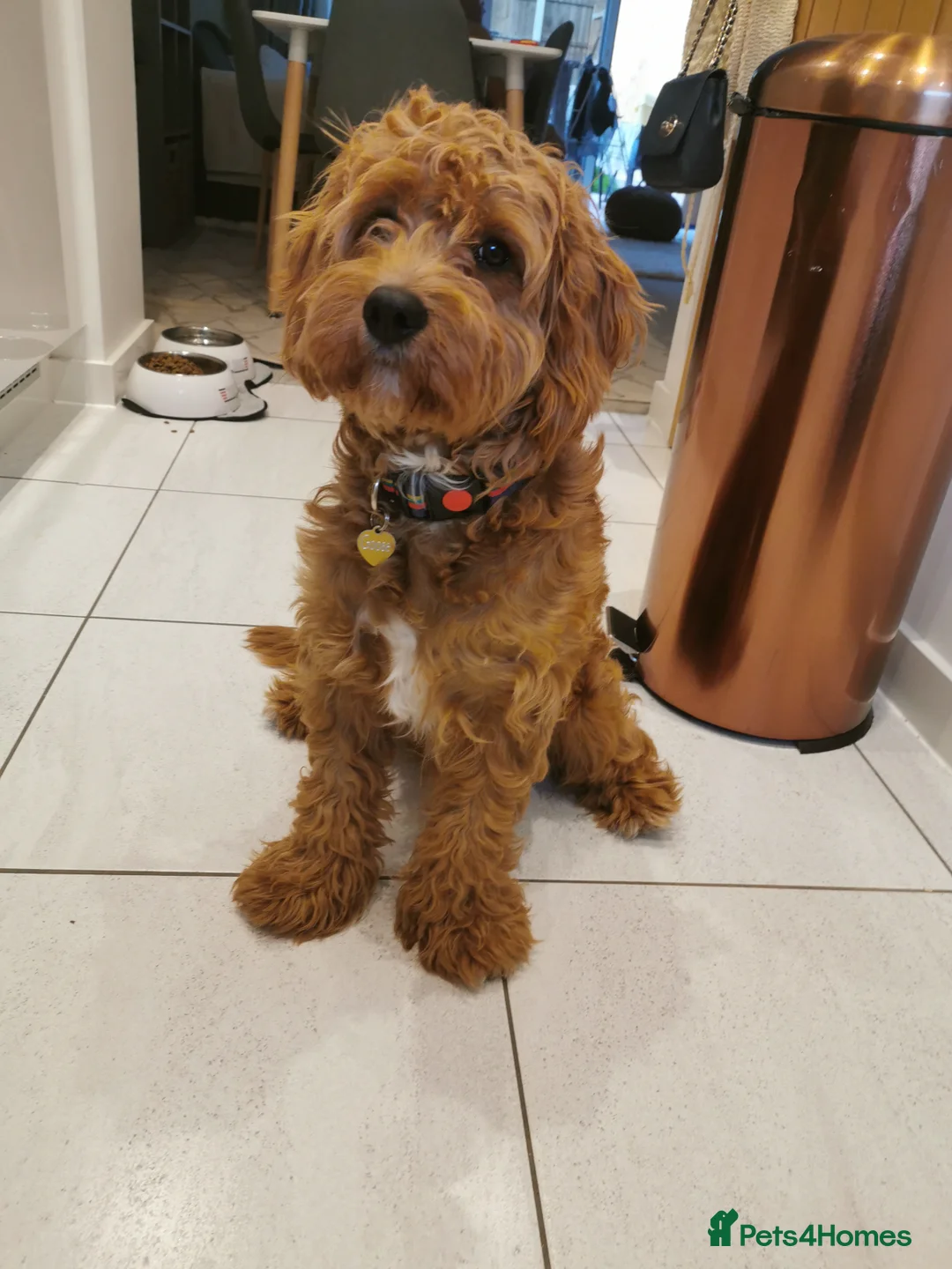 Cavapoo dogs for stud: Proven red Cavapoo stud  in Stratford-upon-Avon - Advert 2