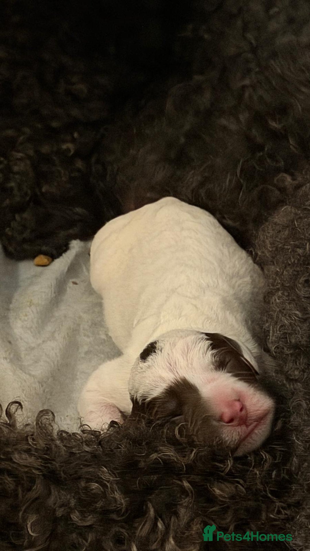 Mixed Breed dogs for sale: Rare Dalmadoodles - Image 4