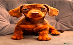 Miniature Dachshund dogs for sale: BEAUTIFUL MINI DACHSHUND PUPPIES READY NOW - Image 5